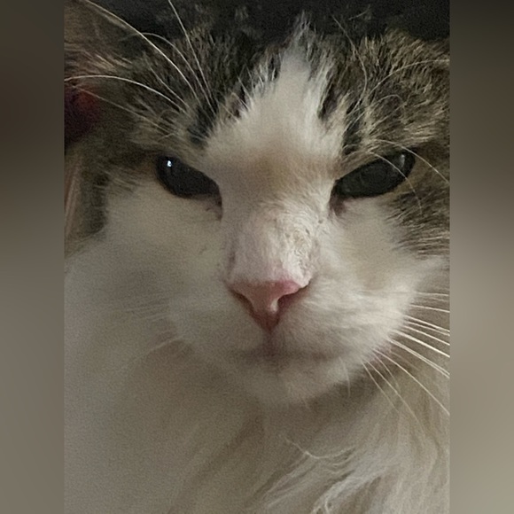 Meet Your Posher, Michael! - Picture 8 of 9